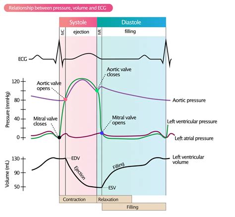 lv constant pressure|Lv end diastolic pressure.